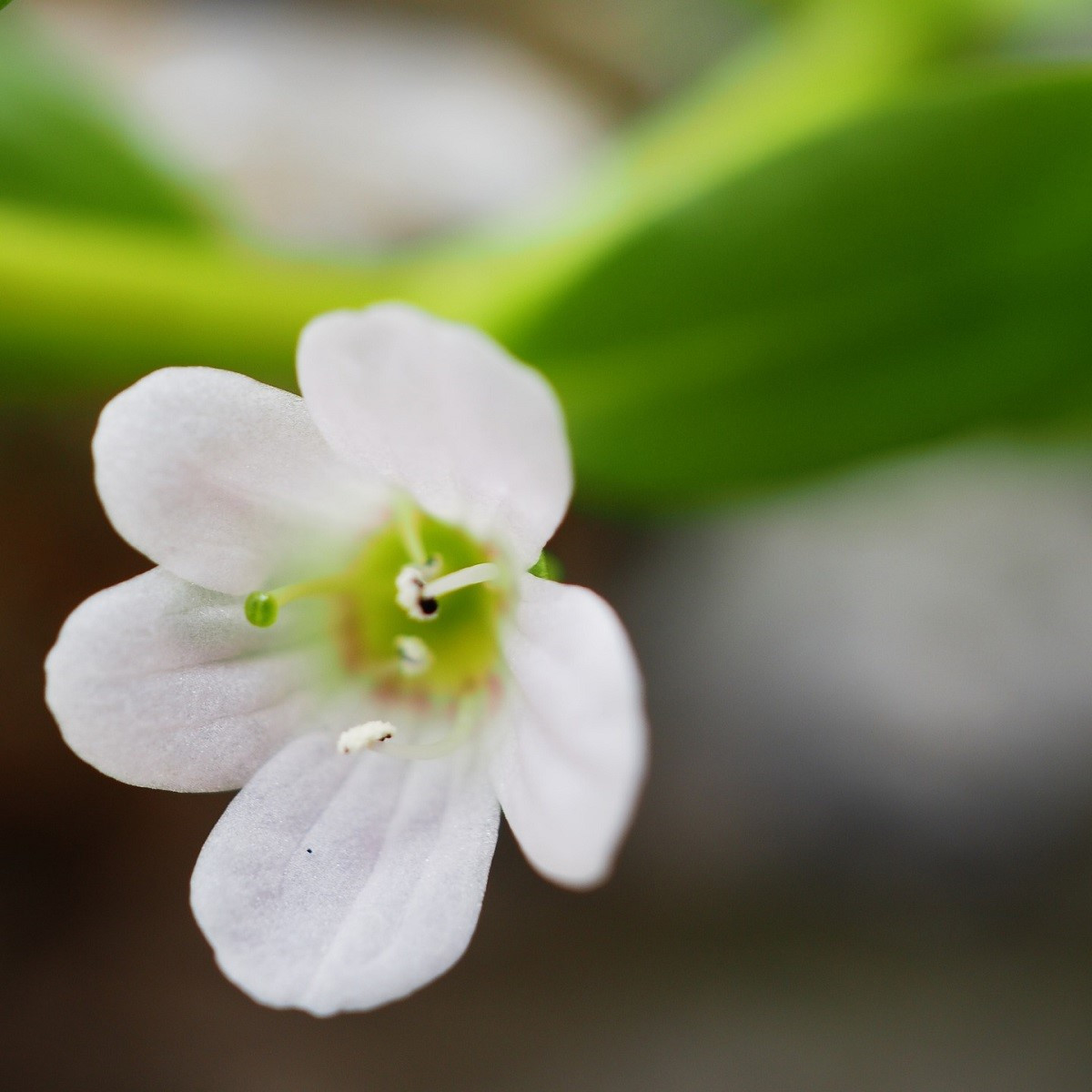 Bakopa Snowtopia - Bacopa sutera cordata - predaj semien - 7 ks