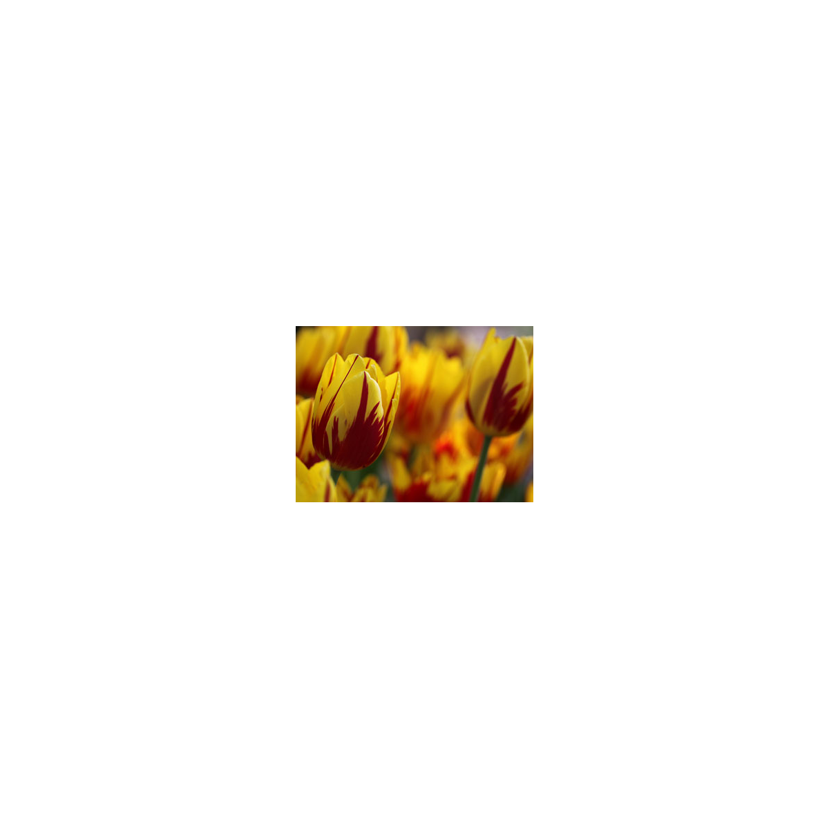 Tulipán Mickey Mouse - cibuľky - 3 ks