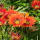 Gazánia Frosty Kiss Red F1 - Gazania rigens - predaj semien - 12 ks