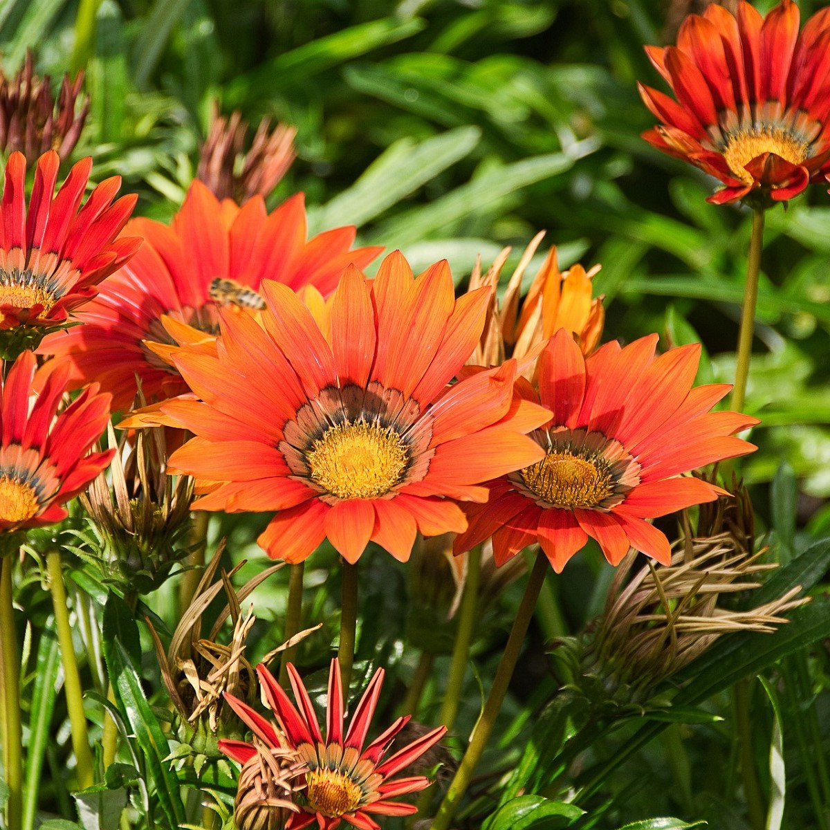 Gazánia Frosty Kiss Red F1 - Gazania rigens - predaj semien - 12 ks