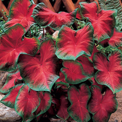 Kaládium Freida Hemple - Caladium bicolor - predaj cibuľovín - 1 ks
