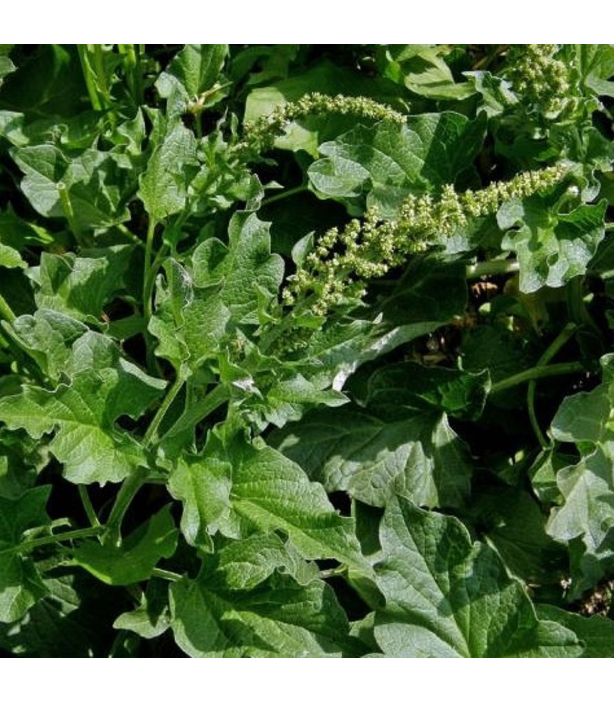 BIO mrlík všeliek - Chenopodium henricus - bio semienka mrlíka - 150 ks