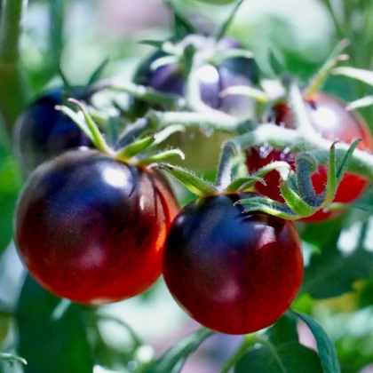Paradajka - Čierne cherry - Solanum lycopersicum - Semená rajčiaka - 6 ks