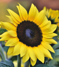 Slnečnica ročná Sunrich Lemon - Helianthus annuus - predaj semien - 8 ks
