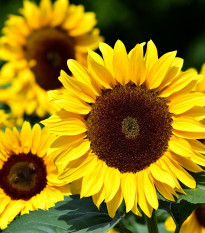 Slnečnica ročná Big Smile - Helianthus annuus - predaj semien - 8 ks