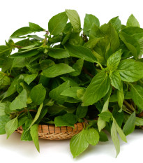 Bio bazalka zelená - Ocimum Basilicum - predaj bio semien - 200 ks