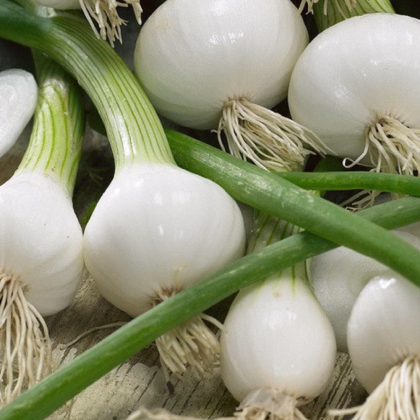 Cibuľa jarná La Reine - Allium cepa - semienka cibule - 250 ks