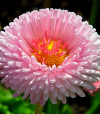 Sedmokráska obyčajná Tasso ružová - Bellis perennis - predaj semien - 50 ks