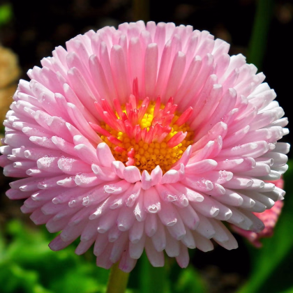 Sedmokráska obyčajná Tasso ružová - Bellis perennis - predaj semien - 50 ks