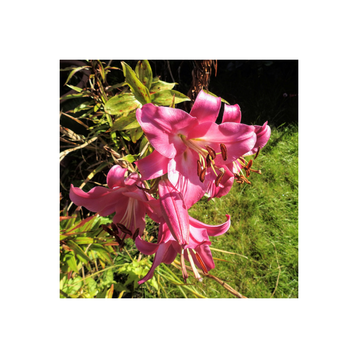 Ľalia Pink Perfection - Lilium - predaj cibuľovín - 1 ks