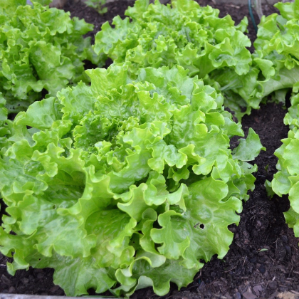 Bio šalát Batavia Leny - Lactuca sativa - bio semená - 100 ks