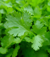 Petržlen Gigante d' Italia - Petroselinum crispum - predaj semien - 300 ks