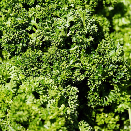 Petržlen Záhradný Vňaťový Kudrnka - Petroselinum Crispum Convar. Vulgare - Semená - 700 ks