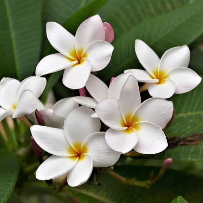 Pluméria Havajská kvetina - Plumeria - semiačka - 3 ks