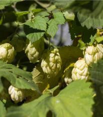 Chmeľ otáčavý - Humulus lupulus - predaj semien - 8 ks