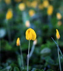 Podzemnica olejná - Arašidy - Arachis hypogaea - semiačka - 3 ks