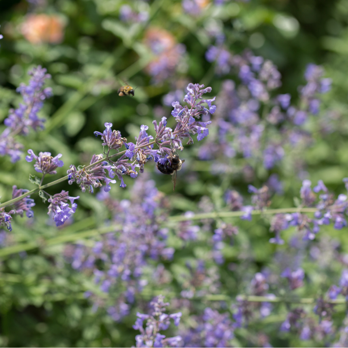 Kocúrik obyčajný - Nepeta cataria - semiačka - 15 ks