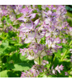 Šalvia muškátová - Salvia sclarea - predaj semien - 50 ks
