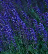 Kocúrik záhradný modrý - Nepeta faassenil - semiačka - 15 ks