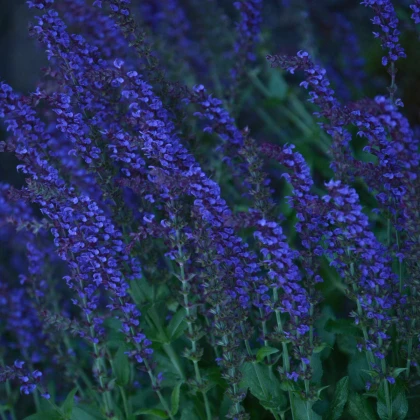 Kocúrik záhradný modrý - Nepeta faassenil - semiačka - 15 ks