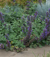 Kocúrnik - Nepeta nervosa - semiačka - 15 ks