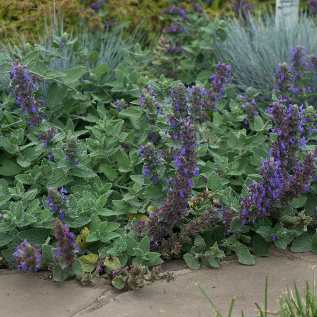 Kocúrnik - Nepeta nervosa - semiačka - 15 ks