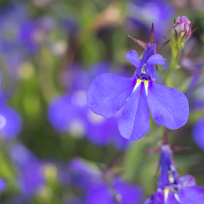 Lobelka nafúknutá - Lobelia inflata - predaj semien - 25 ks