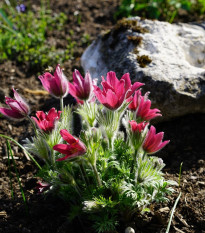 Poniklec obyčajný Rote Glocke - Pulsatilla vulgaris - predaj semien - 10 ks