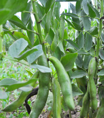 Bôb Hangdown - Viacia faba - semiačka - 12 ks