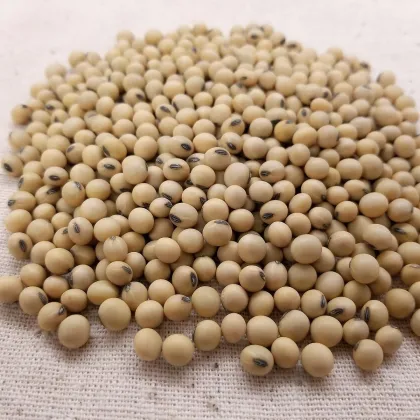 Sója - Glycina max - semiačka - 25 ks