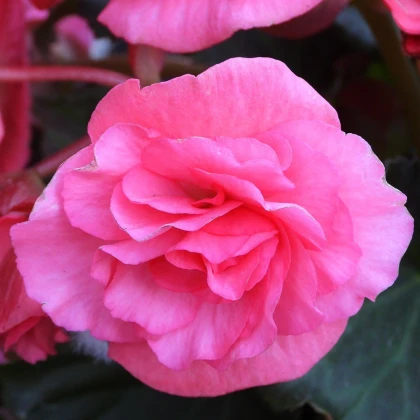 Begónia ružová - Begonia pendula maxima - predaj cibuľovín - 2 ks