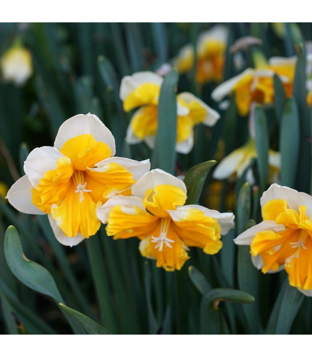 Narcis Orangery - Narcissus L. - predaj cibuľovín - 3 ks