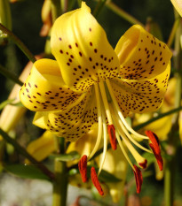 Ľalia Martagon Guinea Gold - Lilium martagon - predaj cibuľovín - 1 ks