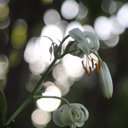 Ľalia zlatohlavá biela - Lilium martagon album - predaj cibuľovín - 1 ks