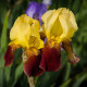 Kosatec Accent - Iris germanica - predaj cibuľovín - 1 ks