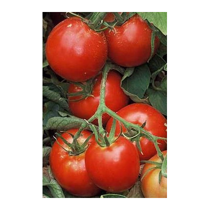 Paradajka Legenda - Solanum lycopersicum - Semená rajčiaka - 6 ks