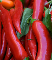 Kajenské korenie - Cayenne peper - Semená - 8 ks