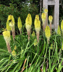 Fakľovka biela - Kniphofia - Kleopatrina ihla - voľnokorenné sadeničky kniphofie - 1 ks