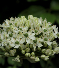 Cesnak okrasný čierny - Allium nigrum - predaj cibuľovín - 2 ks