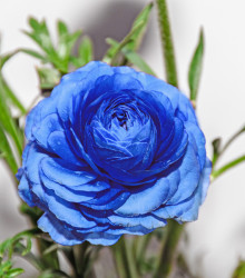 Iskerník modrý - Ranunculus Asiaticus - predaj cibuľovín - 3 ks