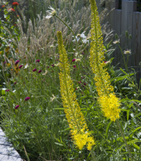 Fakľa úzkolistá Bungei - Eremurus bungei - predaj cibuľovín - 1 ks