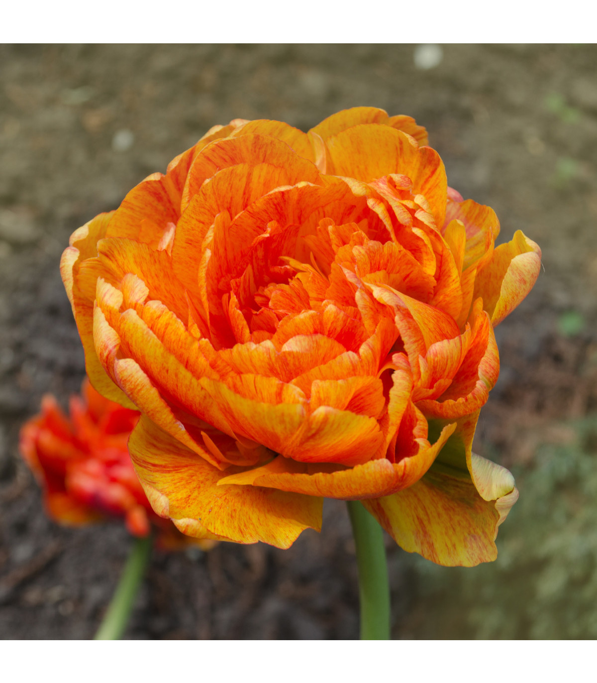 Tulipán Sunlover - Tulipa - predaj cibuľovín - 3 ks