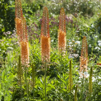 Fakľa úzkolistá Pinokkio - Eremurus - predaj cibuľovín - 1 ks
