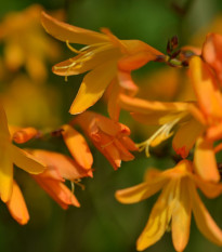 Montbrécia George Davidson žltá - Crocosmia  - predaj cibuľovín - 4 ks