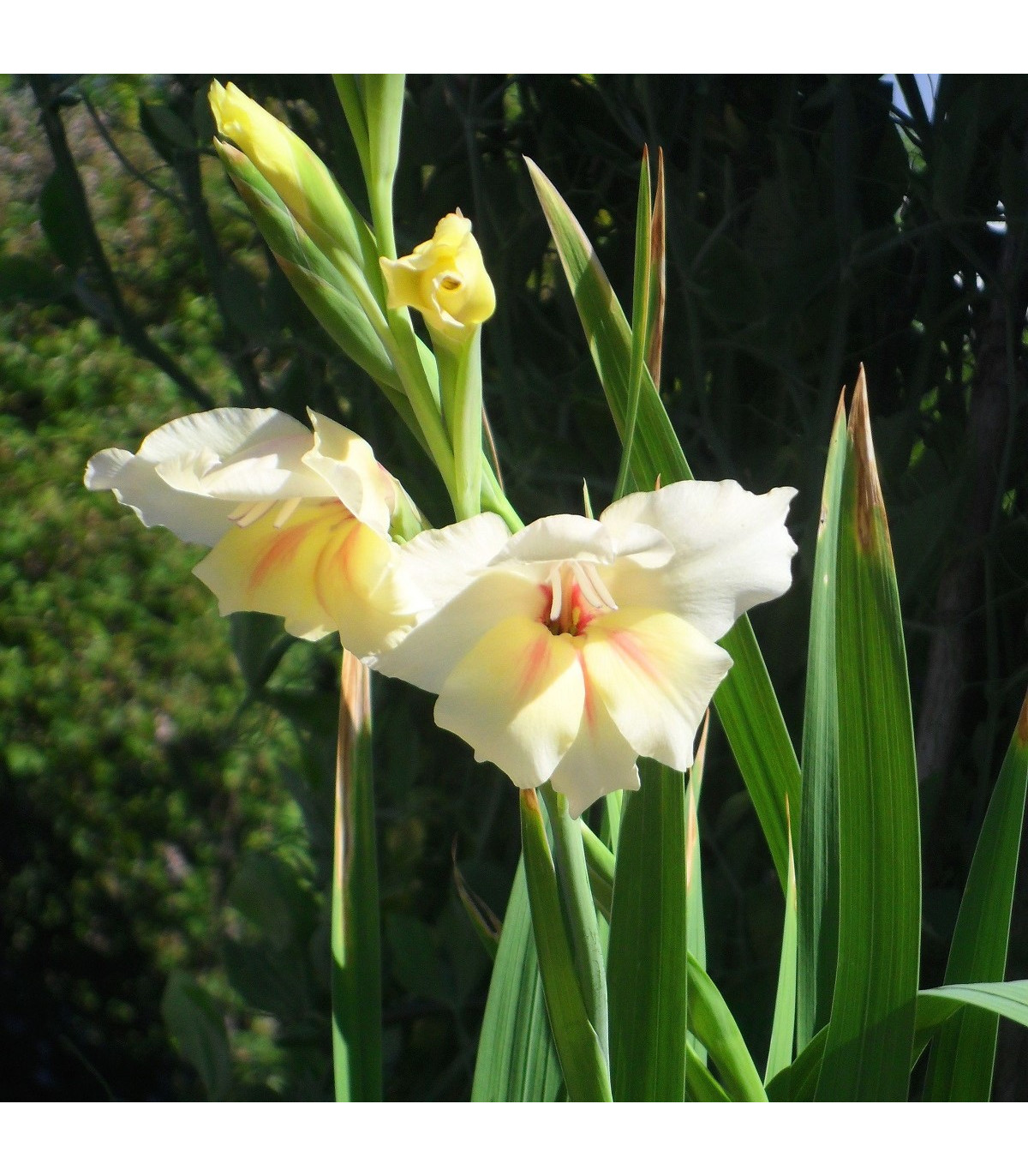 Gladiola Nanus Halley - Gladiolus - predaj cibuľovín - 3 ks