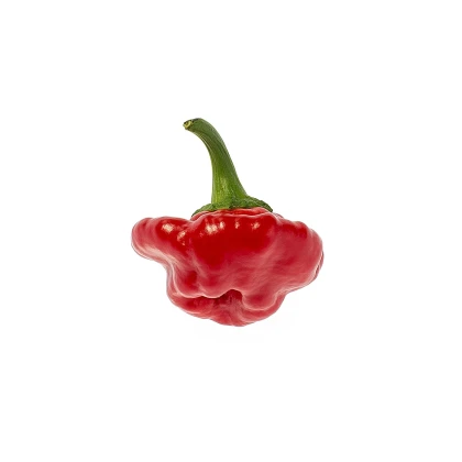 Chilli Jamaican Hot Red - Capsicum annuum - predaj semien - 6 ks
