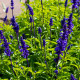 Šalvia transylvánska Blue Spires - Salvia transsylvanica - predaj semien - 12 ks