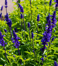 Šalvia transylvánska Blue Spires - Salvia transsylvanica - predaj semien - 12 ks