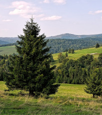Smrek obyčajný - Picea abies -  predaj semien - 8 ks