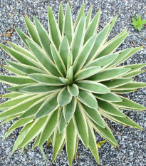 Agáve kalifornské - Agave deserti - semiačka - 9 ks